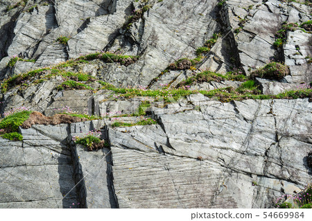 Rock mountains textures with a flowers 54669984