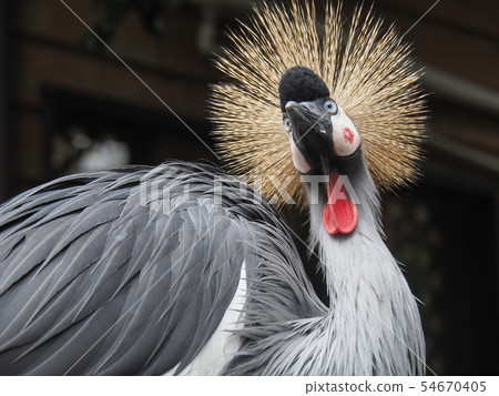 Great white dog 04 Great white dog 04 54670405