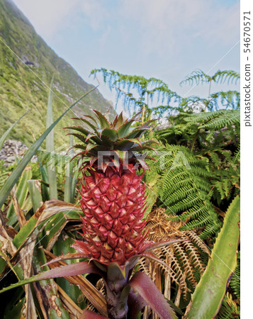 Pineapple on Flores Island Pineapple on Flores Island 54670571