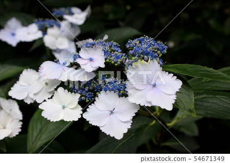Minamizawa Ajisai Mountain Gaku Hydrangea (2) 54671349