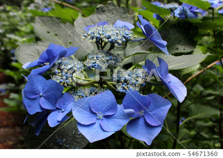 Minamizawa Ajisai Mountain Gaku繡球花（6） 54671360