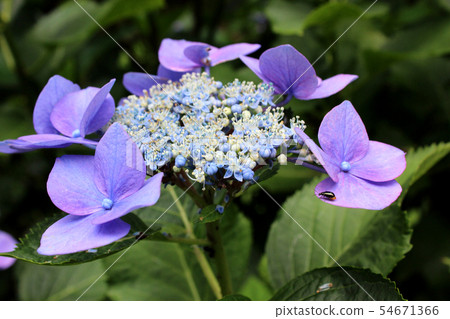 Minamizawa Ajisai Mountain Gaku繡球花(7) Minamizawa Ajisai Mountain Gaku繡球花(7) 54671366