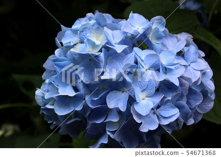 Hydrangea Flower Of Minamisawa Ajisai Mountain 3 Stock Photo