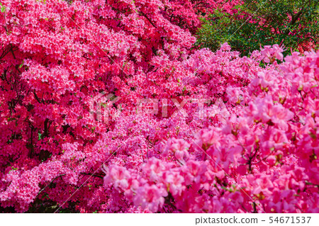 Azalea Tatebayashi City Azalea Oka Park 54671537