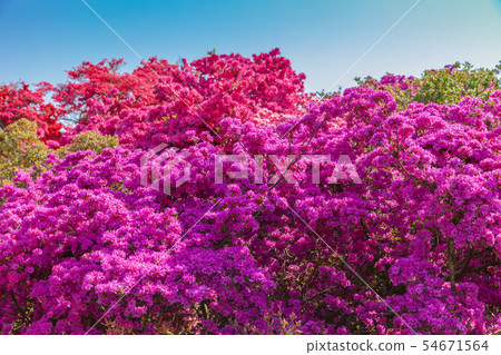Azalea Tatebayashi City Azalea Oka Park 54671564