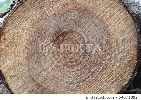 Sugi cedar annual ring cut back Noto Noto town 54671882