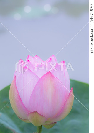Lotus flower Lotus flower 54671970