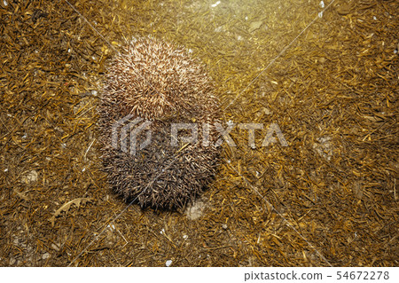 Forest wild hedgehog on a green lawn in the Forest wild hedgehog on a green lawn in the 54672278