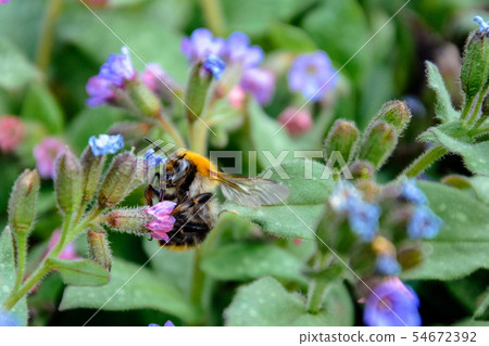 Bumblebee collects nectar from beautiful spring 54672392