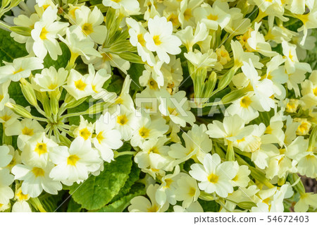 Spring flower is primed for scenery in the garden 54672403