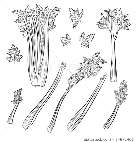Celery, Set of Pictograms 54672468