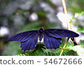 癒傷組織Swallowtail 54672666
