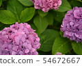 繡球 54672667