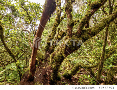 Laurel Forest in Anaga Rural Park on Tenerife 54672793