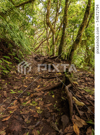 Laurel Forest in Anaga Rural Park on Tenerife 54672794