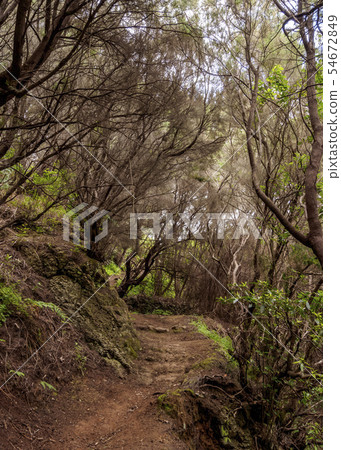 Laurel Forest in Anaga Rural Park on Tenerife 54672849