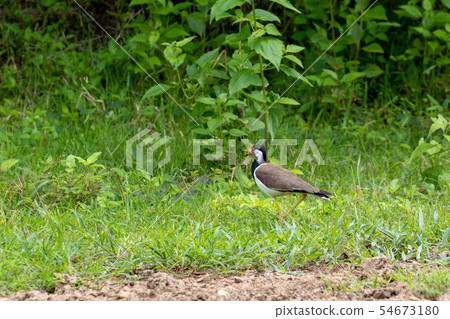 Red Wattled Lapwing bird on the ground in Thailand Red Wattled Lapwing bird on the ground in Thailand 54673180