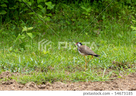 Red Wattled Lapwing bird on the ground in Thailand Red Wattled Lapwing bird on the ground in Thailand 54673185