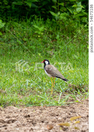 Red Wattled Lapwing bird on the ground in Thailand Red Wattled Lapwing bird on the ground in Thailand 54673186