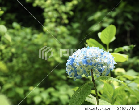 Hydrangea May of Meitsuki-in Hydrangea May of Meitsuki-in 54673316