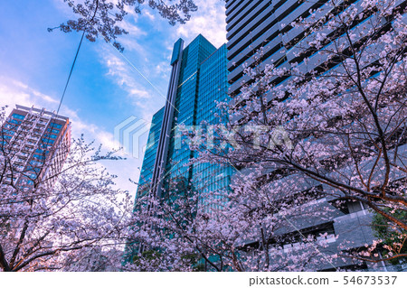 Roppongi Arak Hills cherry blossoms 54673537