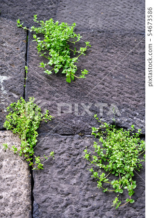 鎮景東京丸之內 54673586