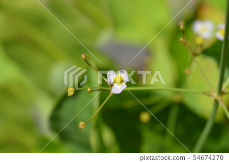 Common water plantain 54674270