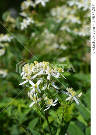 Erect clematis 54674297