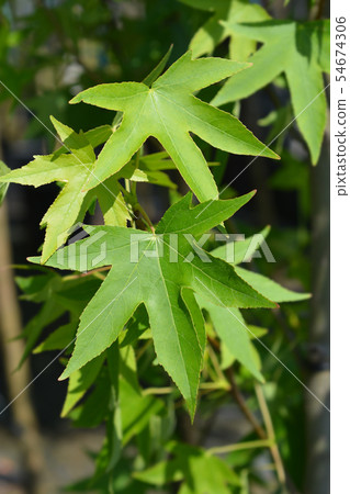 American sweetgum American sweetgum 54674306