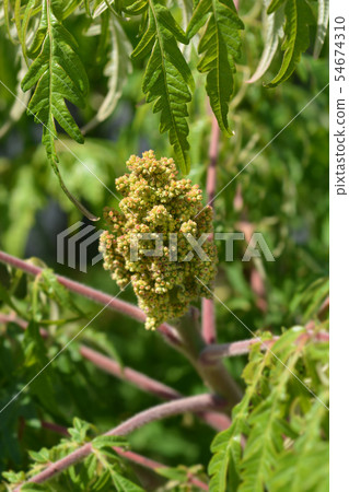 Staghorn sumac 54674310