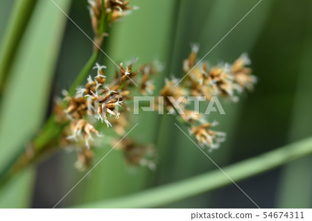 Swamp sawgrass Swamp sawgrass 54674311
