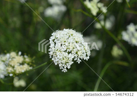 Corky-fruited water-dropwort 54674312