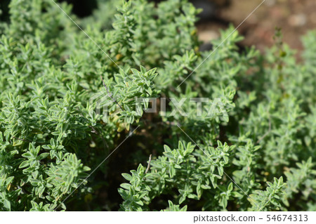 Visianis savory Visianis savory 54674313