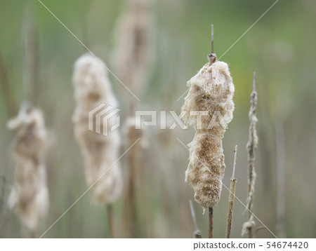 Beautiful close up soft fluffy Beige Grasses or reed on green bokeh background 54674420