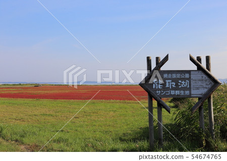 北海道網走湖能取珊瑚草群落 北海道網走湖能取珊瑚草群落 54674765