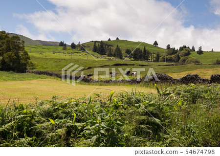 Country at Sao Miguel, Azores Islands 54674798