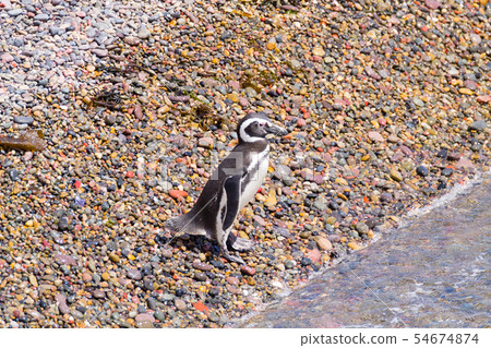 Magellanic penguins. Punta Tombo penguin colony, Magellanic penguins. Punta Tombo penguin colony, 54674874