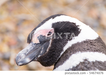 Magellanic penguin close up. Punta Tombo penguin Magellanic penguin close up. Punta Tombo penguin 54674876