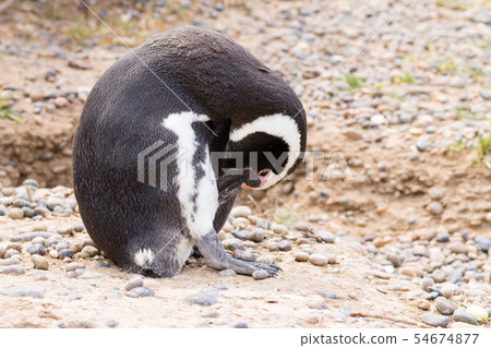 Magellanic penguin close up. Punta Tombo penguin 54674877