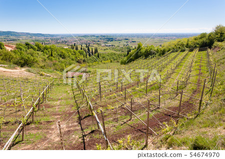 Valpolicella hills landscape, Italian viticulture Valpolicella hills landscape, Italian viticulture 54674970