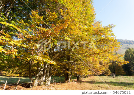 Trees in autumn season background. Autumn Trees in autumn season background. Autumn 54675051
