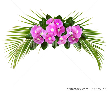 Catharanthus flowers and palm leaves in a tropical 54675143