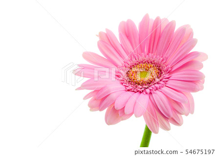 Pink gerbera on white background Pink gerbera on white background 54675197