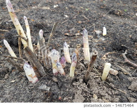 young asparagus sprouts young asparagus sprouts 54675464