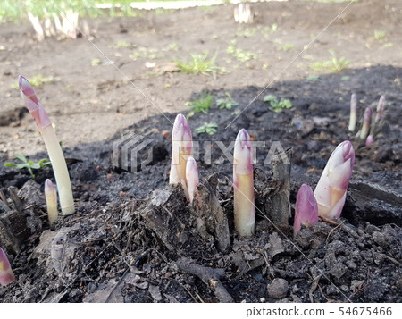 ground asparagus sprouts 54675466