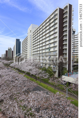 從上方看的“足井”，足立區大谷區，一排盛開的櫻花樹 54675533