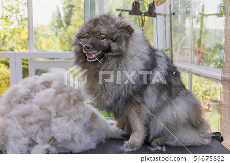 Smiling Wolf Spitz is sitting next to a pile of 54675882