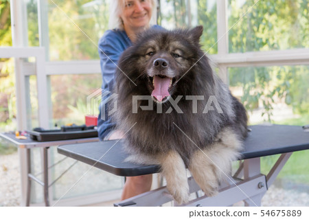 Wolf Spitz dog is ready for trimming Wolf Spitz dog is ready for trimming 54675889