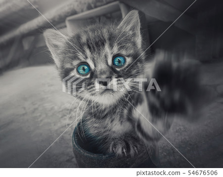 Close up black and white portrait of a cute little 54676506