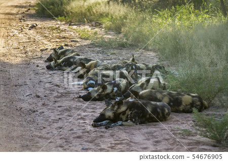 African wild dog in Kruger National park, South African wild dog in Kruger National park, South 54676905